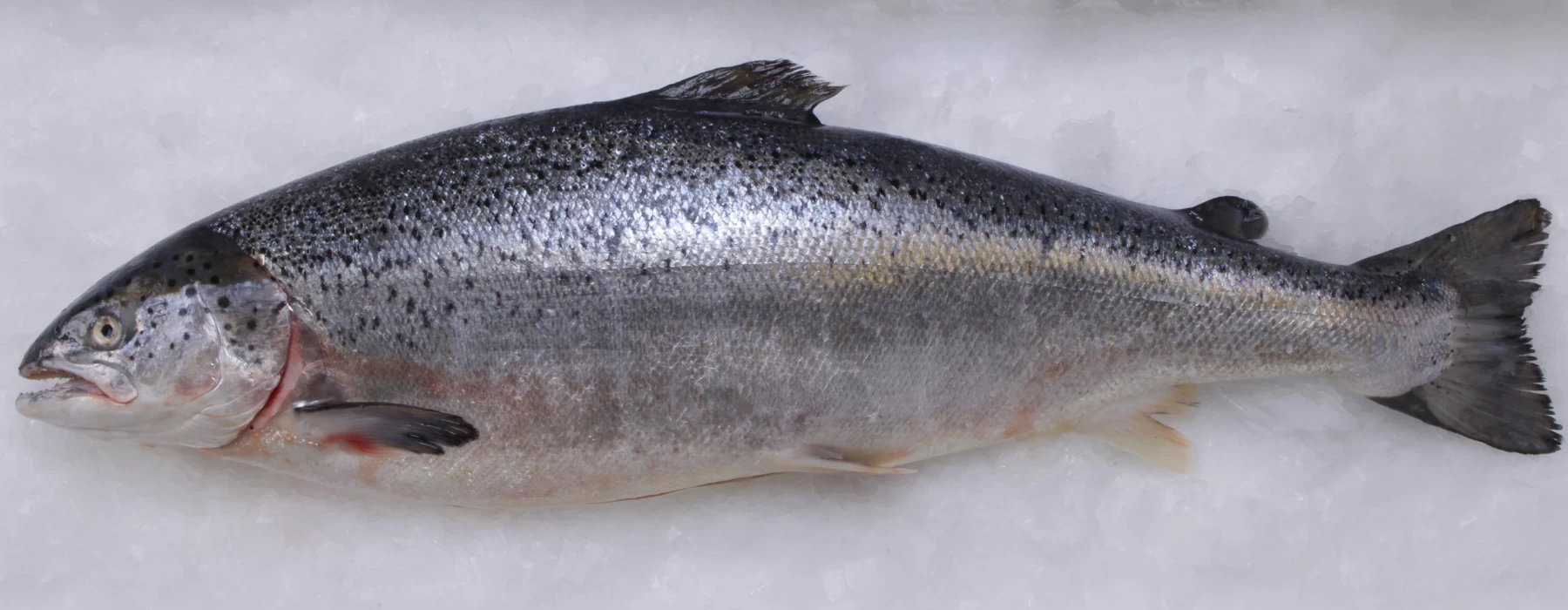 Indian Salmon