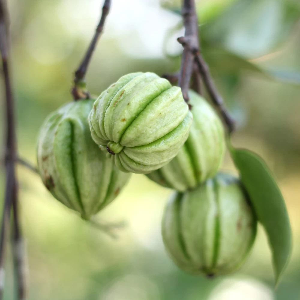How Garcinia Cambogia Can Aid In Weight Loss And Fat Burning Diet how-garcinia-cambogia-can-aid-in-weight-loss-and-fat-burning-diet