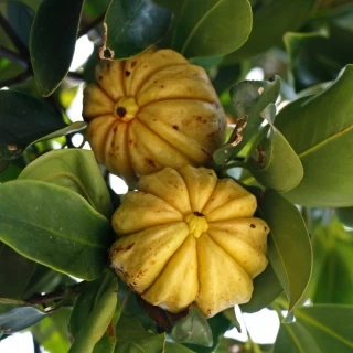 Amazing Facts About Garcinia Cambogia