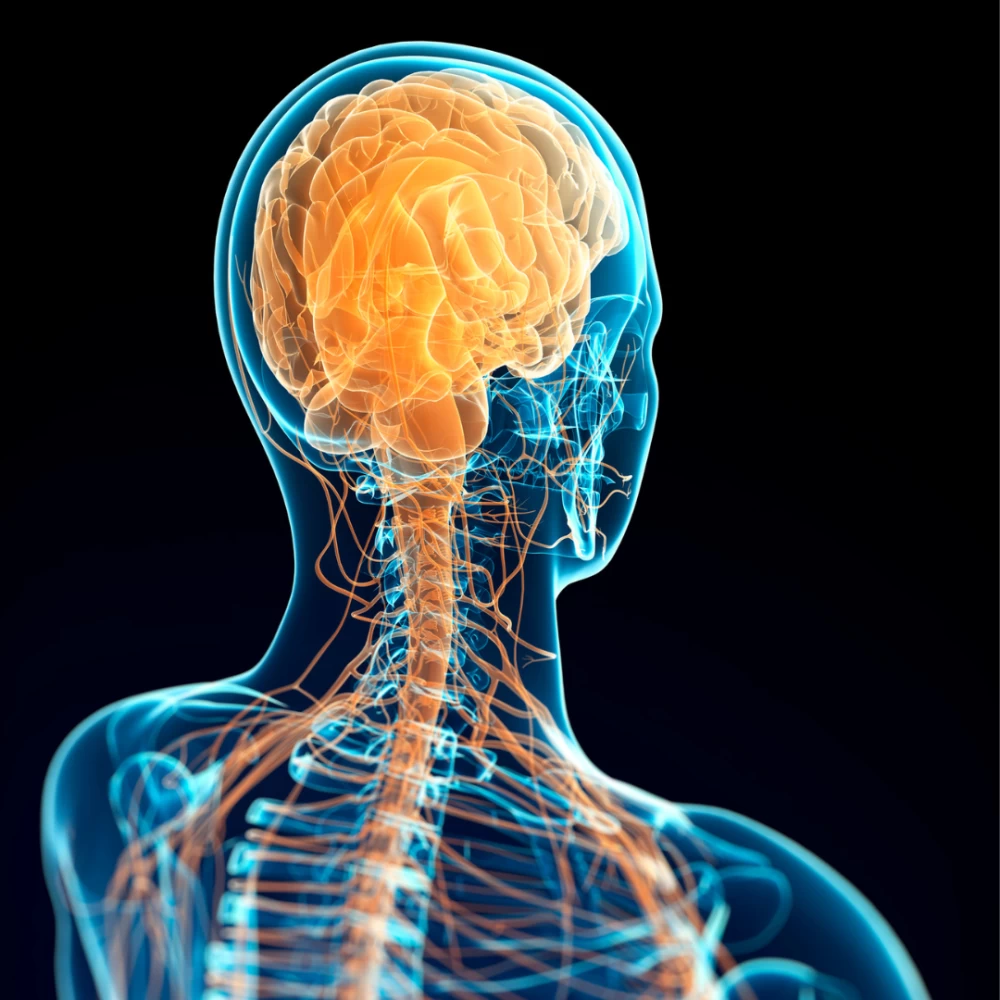 Intermittent Fasting and Autonomic Nervous System How it Can Affect