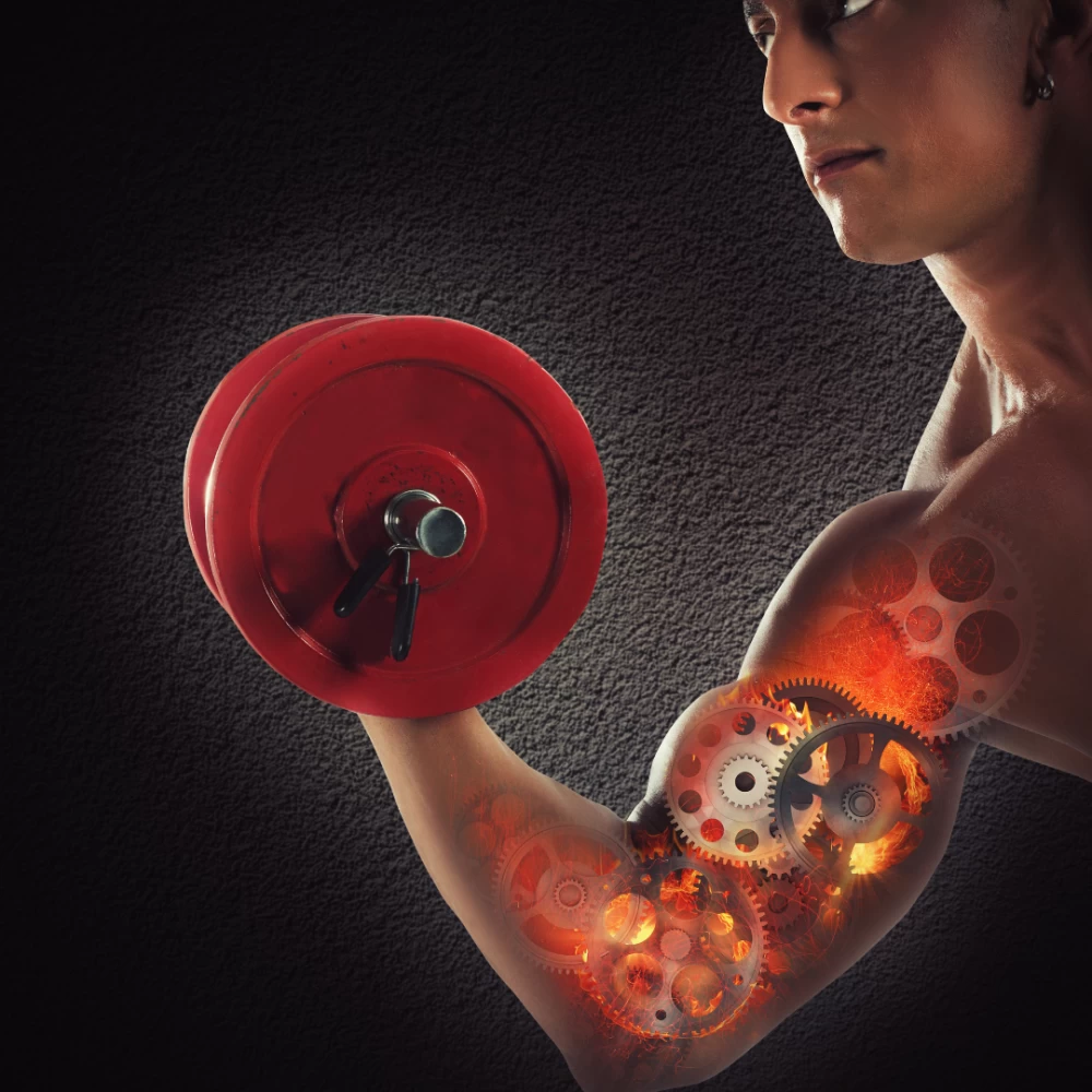 Intermittent Fasting and Weight Training How it Can Affect Muscle