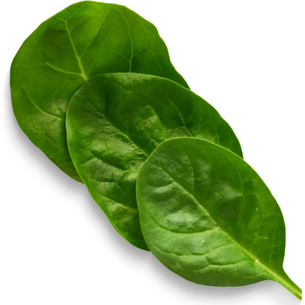 5 Amazing Health Benefits Of Superfood Spinach (1)
