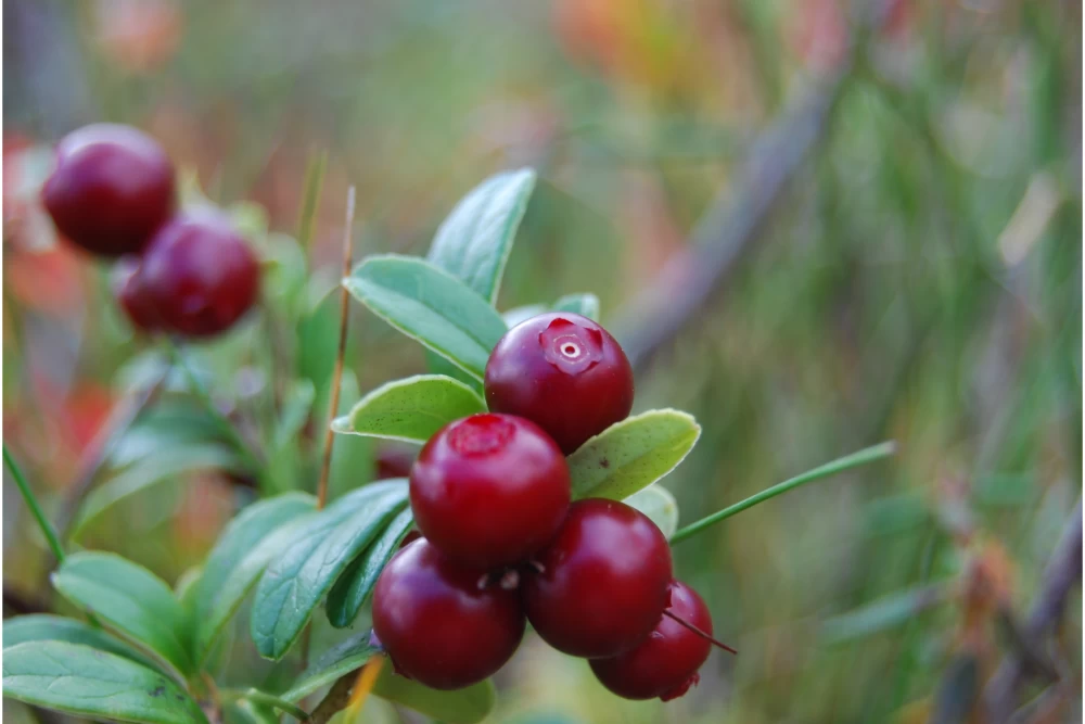 7 Health Benefits of Lingonberry.1