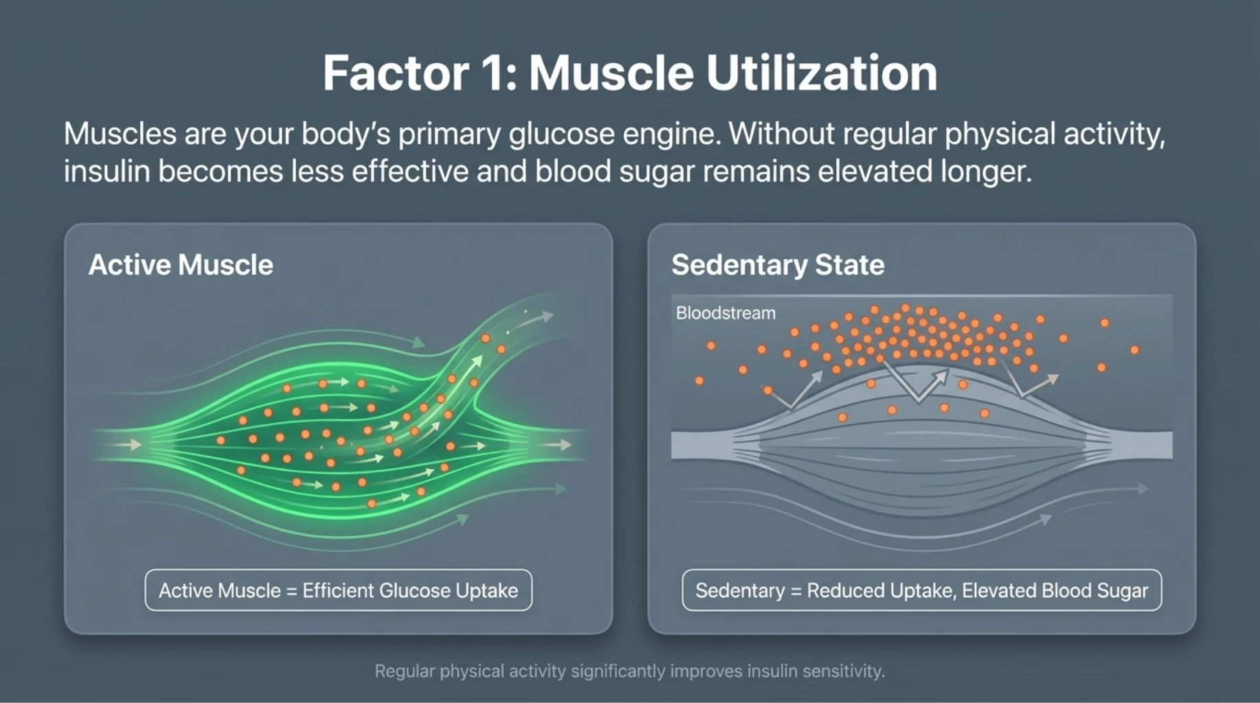 Active muscle improves glucose uptake while sedentary lifestyle reduces insulin sensitivity