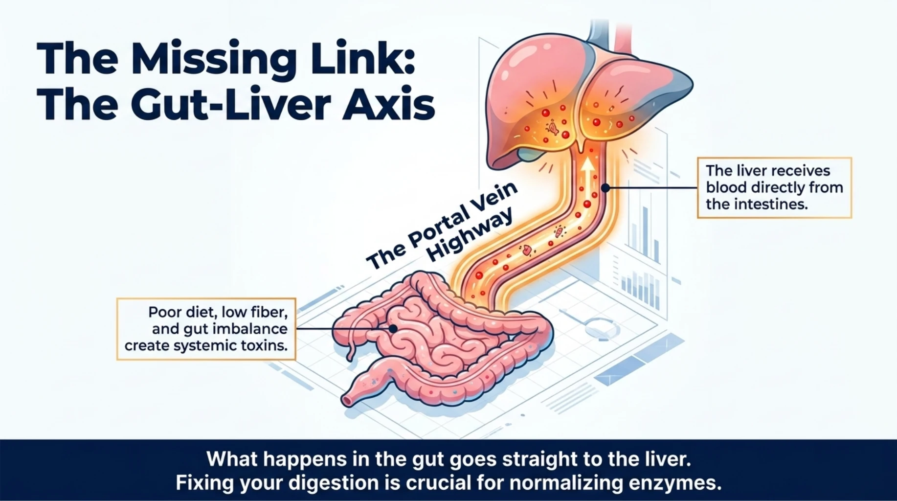 Gut-liver axis showing how digestion and gut health directly affect liver enzymes and metabolism