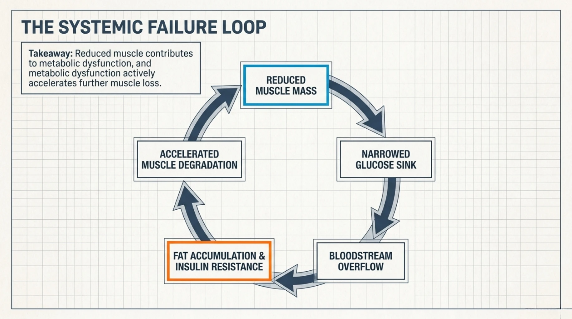 Muscle loss triggering a metabolic failure loop involving insulin resistance, fat accumulation, and impaired glucose disposal