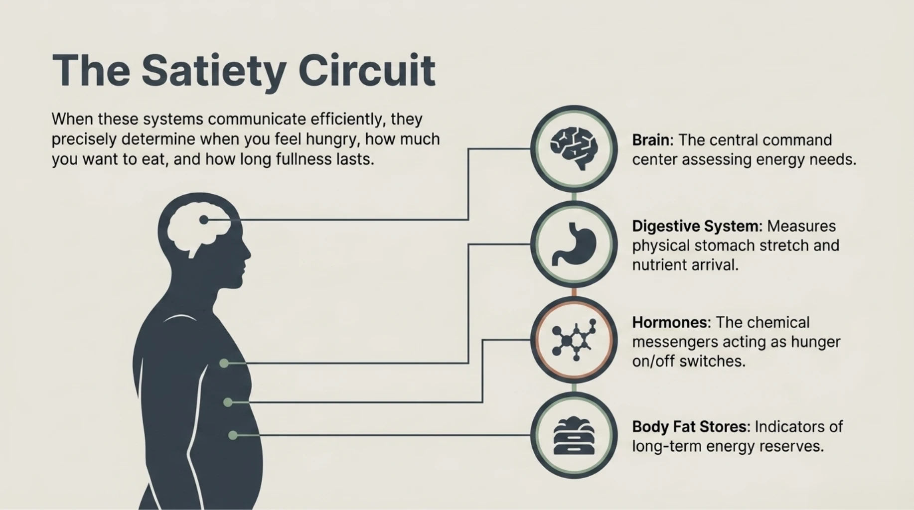 Satiety regulation system showing interaction between the brain, digestive tract, hormones, and body fat stores