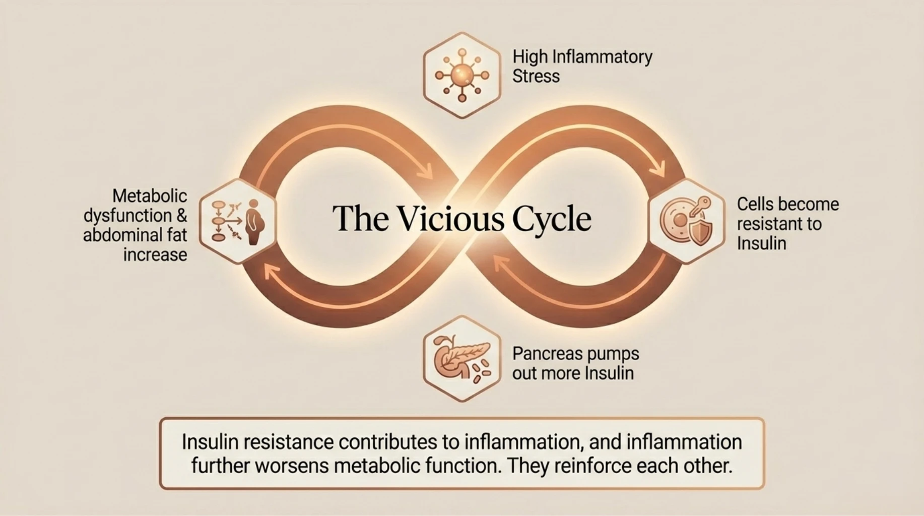 Chronic inflammation and insulin resistance creating a vicious cycle that promotes abdominal fat gain and metabolic dysfunction