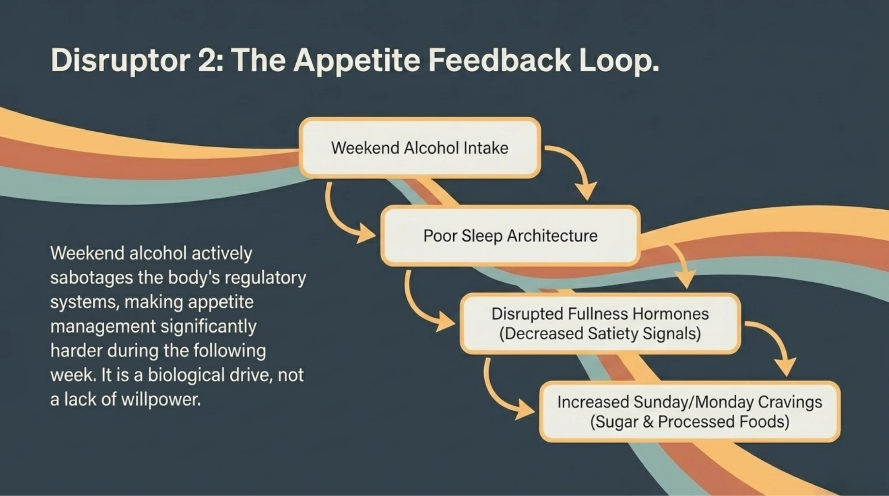 Illustration explaining how increased weekend free time often leads to prolonged sitting, lower muscle activity, and a greater fat storage environment.