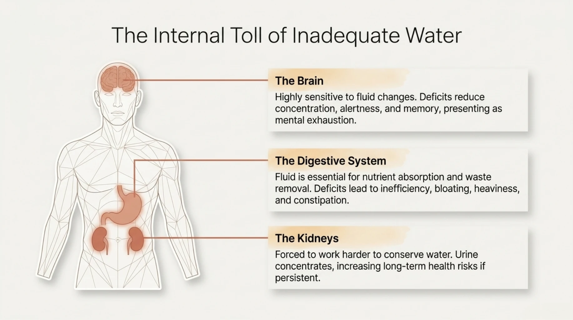 Medical illustration showing how inadequate water intake affects the brain, digestive system, and kidneys, leading to reduced concentration, constipation, and concentrated urine