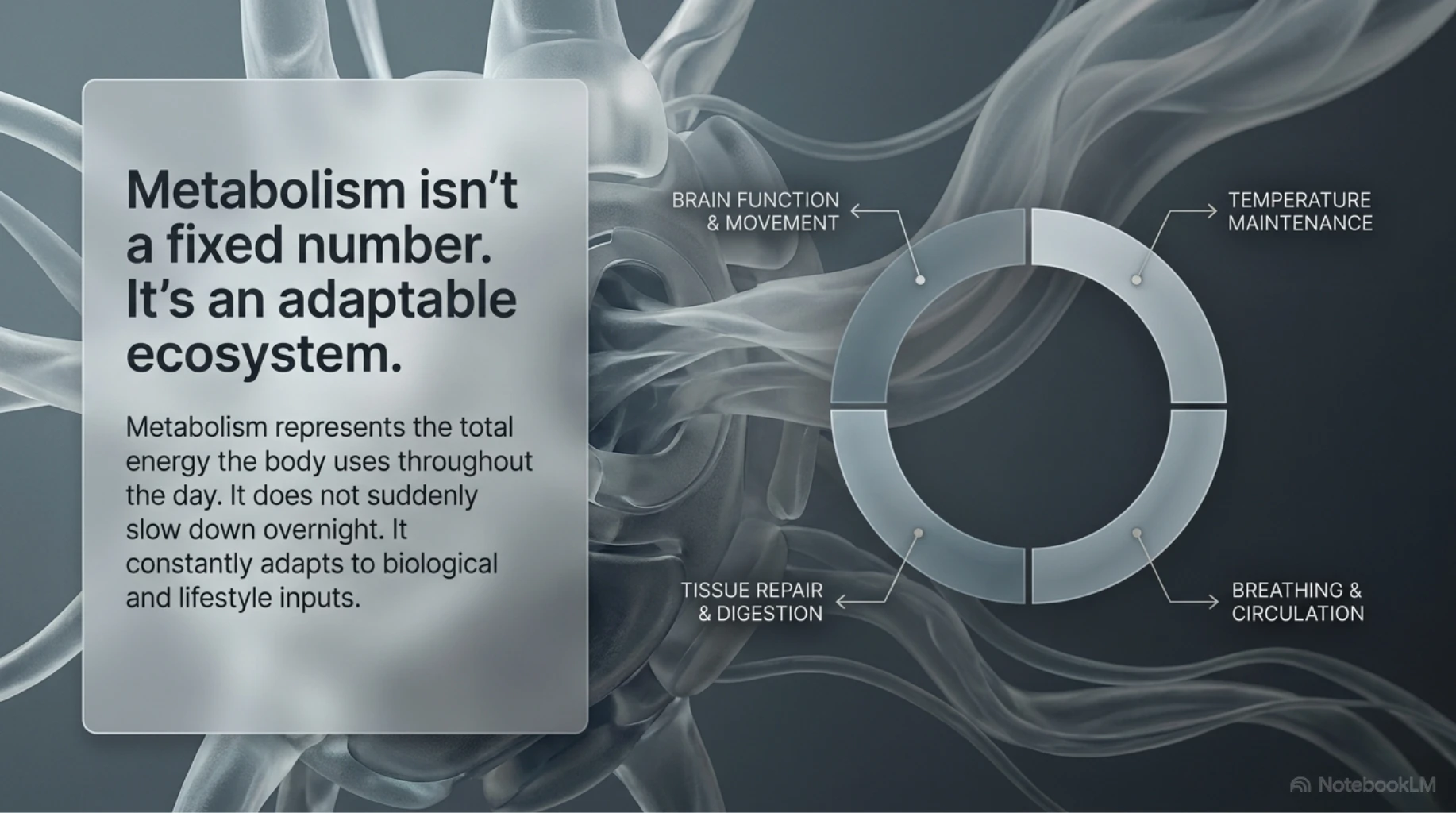 Infographic explaining metabolism as an adaptable ecosystem that supports brain function, movement, temperature regulation, breathing, circulation, digestion, and tissue repair.