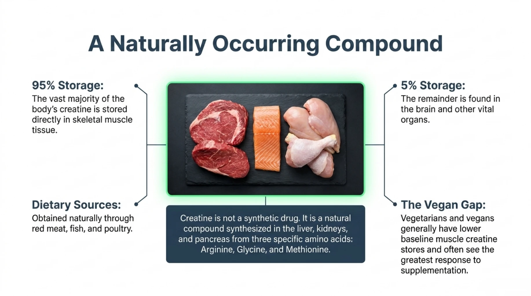 Infographic explaining that creatine occurs naturally in meat, fish, and poultry, with most body creatine stored in skeletal muscle and smaller amounts present in the brain and other organs.