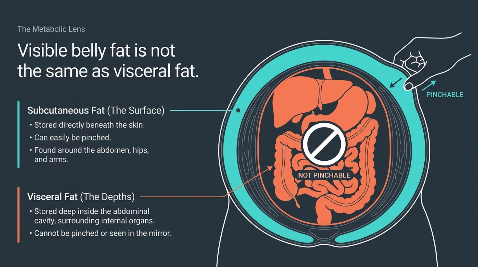 Visceral fat vs subcutaneous fat showing pinchable fat beneath the skin and deeper abdominal fat surrounding internal organs