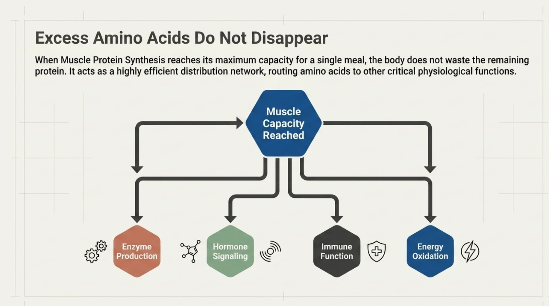 Infographic explaining how excess amino acids are used for enzyme production, hormone signaling, immune function, and energy after muscle protein synthesis needs are met.