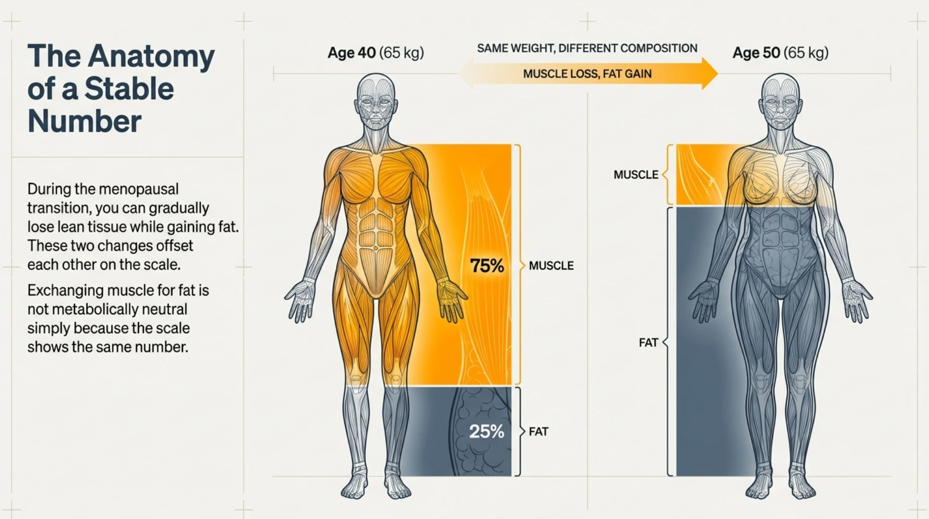 Illustration showing how body weight can remain the same during midlife while muscle decreases and body fat increases