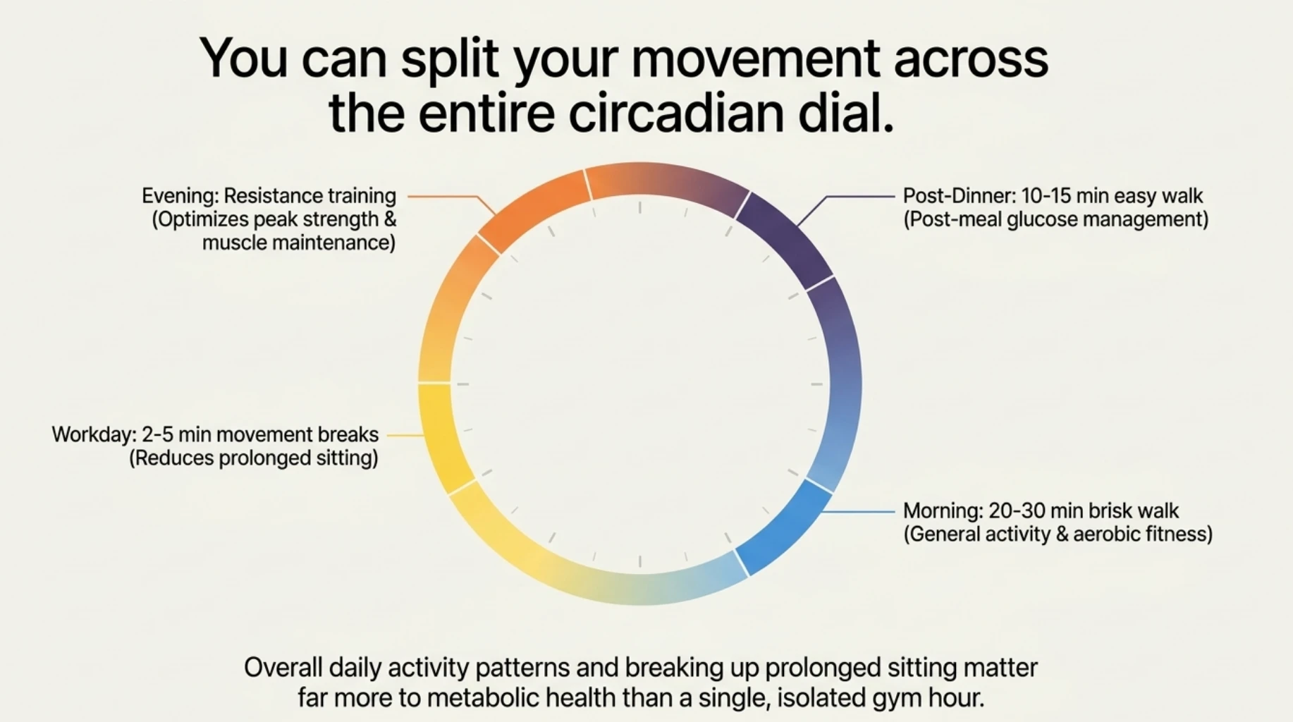 Daily exercise timing combining morning walking, movement breaks, evening resistance training and post-meal walking to support fitness and metabolic health