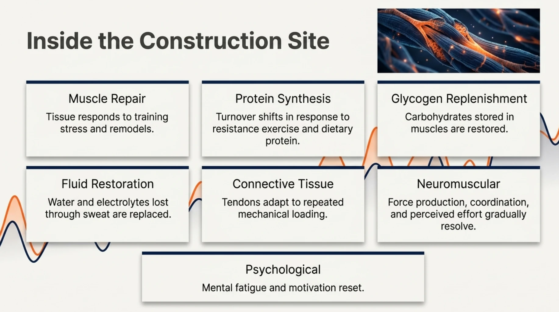 Recovery after exercise supports muscle repair, protein synthesis, glycogen replenishment, fluid restoration, connective tissue adaptation and neuromuscular recovery