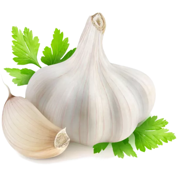 Garlic